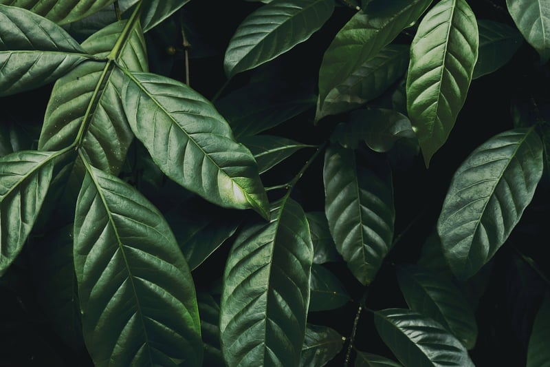 Jungle Exploration